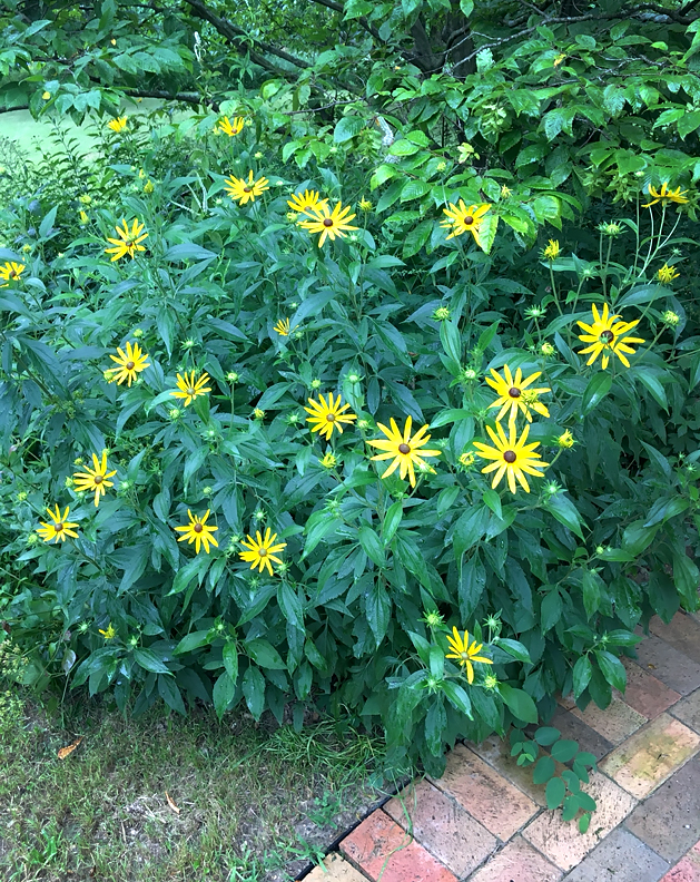 Rudbeckia Sweet Black-Eyed Susan