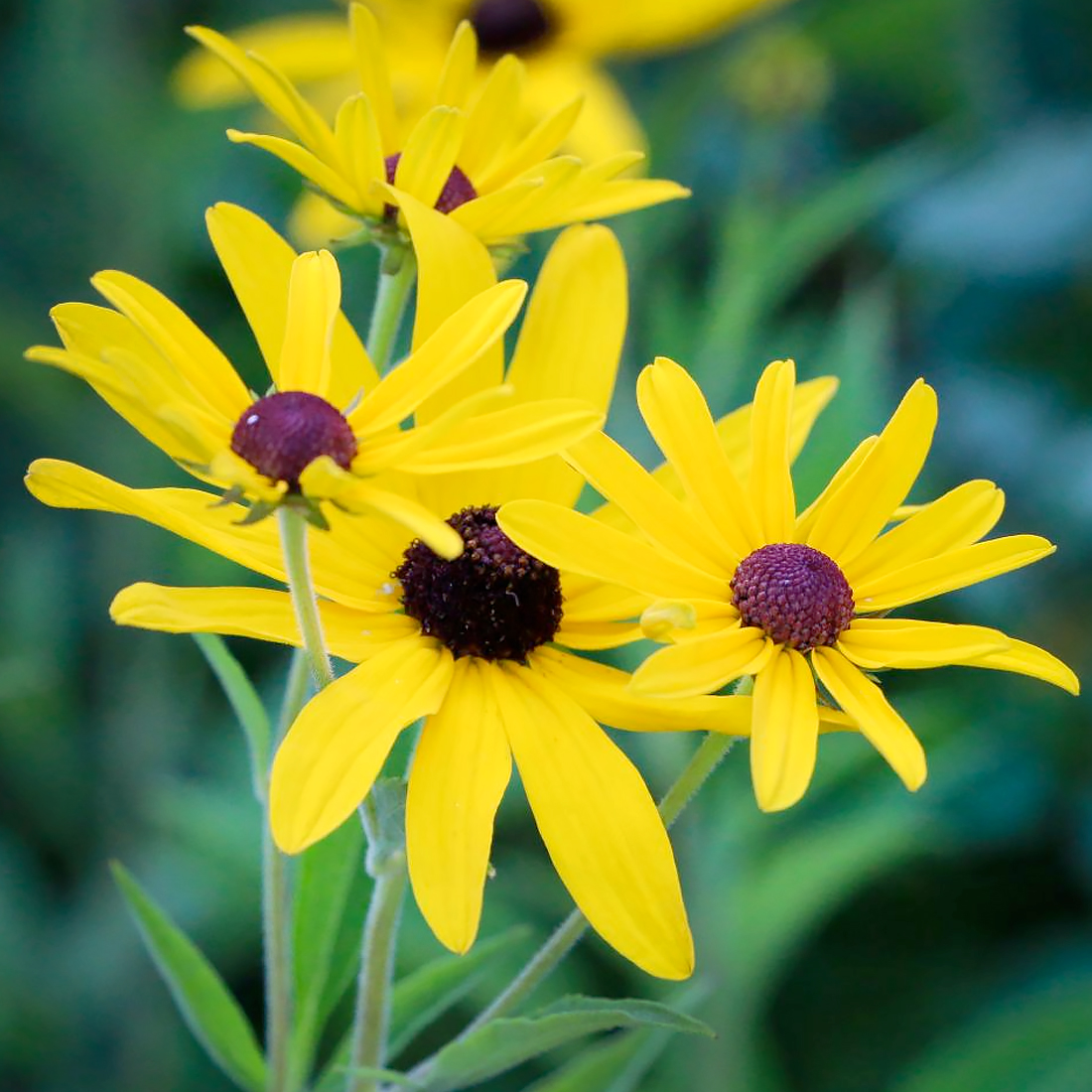 Sweet Black-Eyed Susan