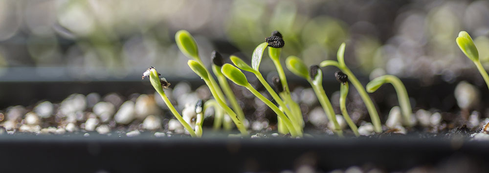 seedlings in a flat