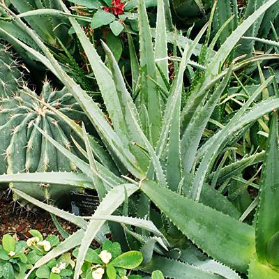 Aloe Vera