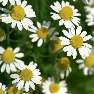 Chamomile