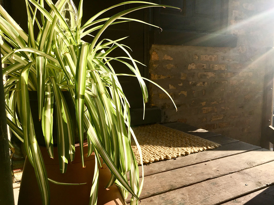 Time to Take Your Urban Houseplants Outside | Chicago Botanic Garden