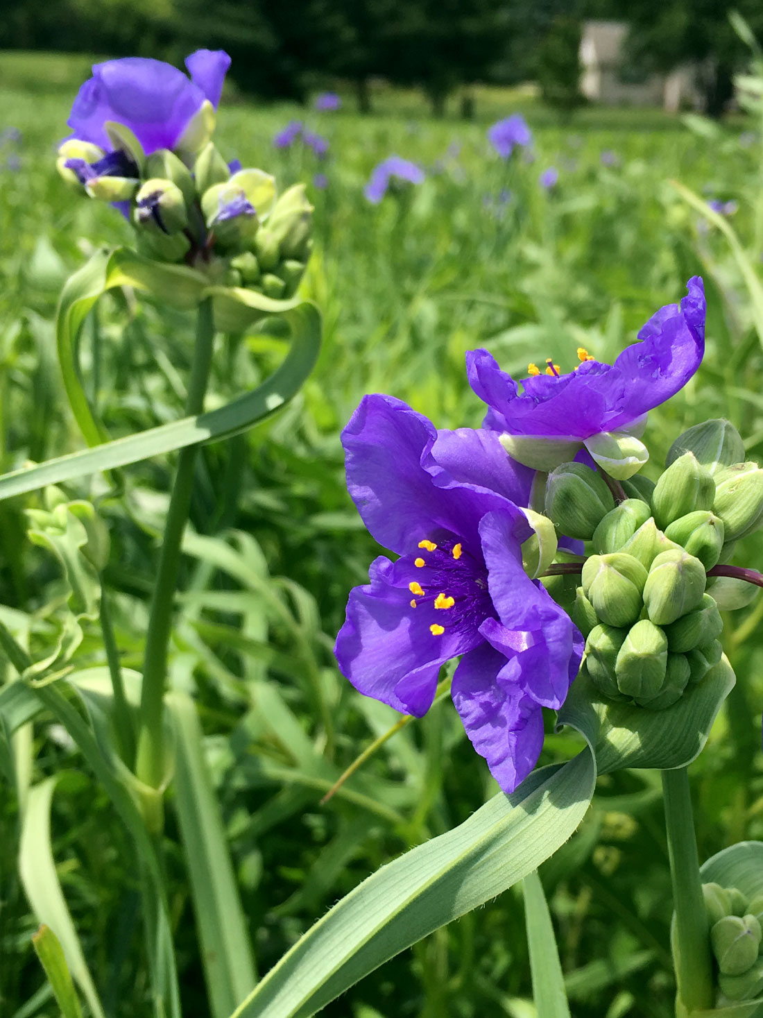 Spiderwort Sap