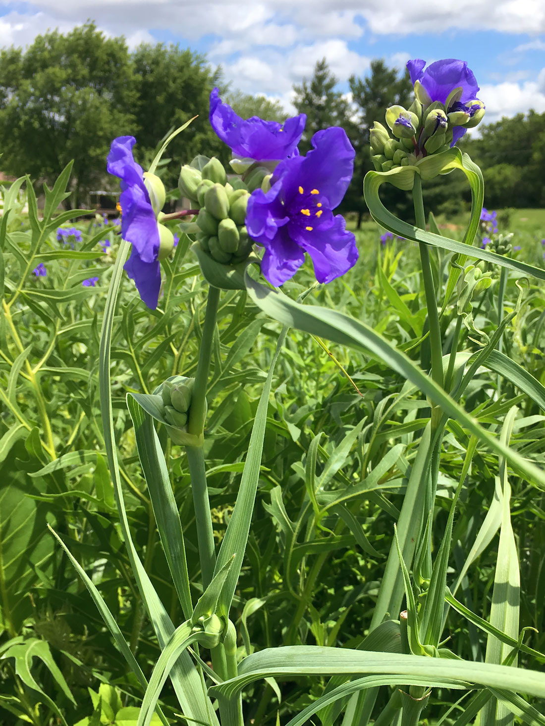 Spiderwort Sap