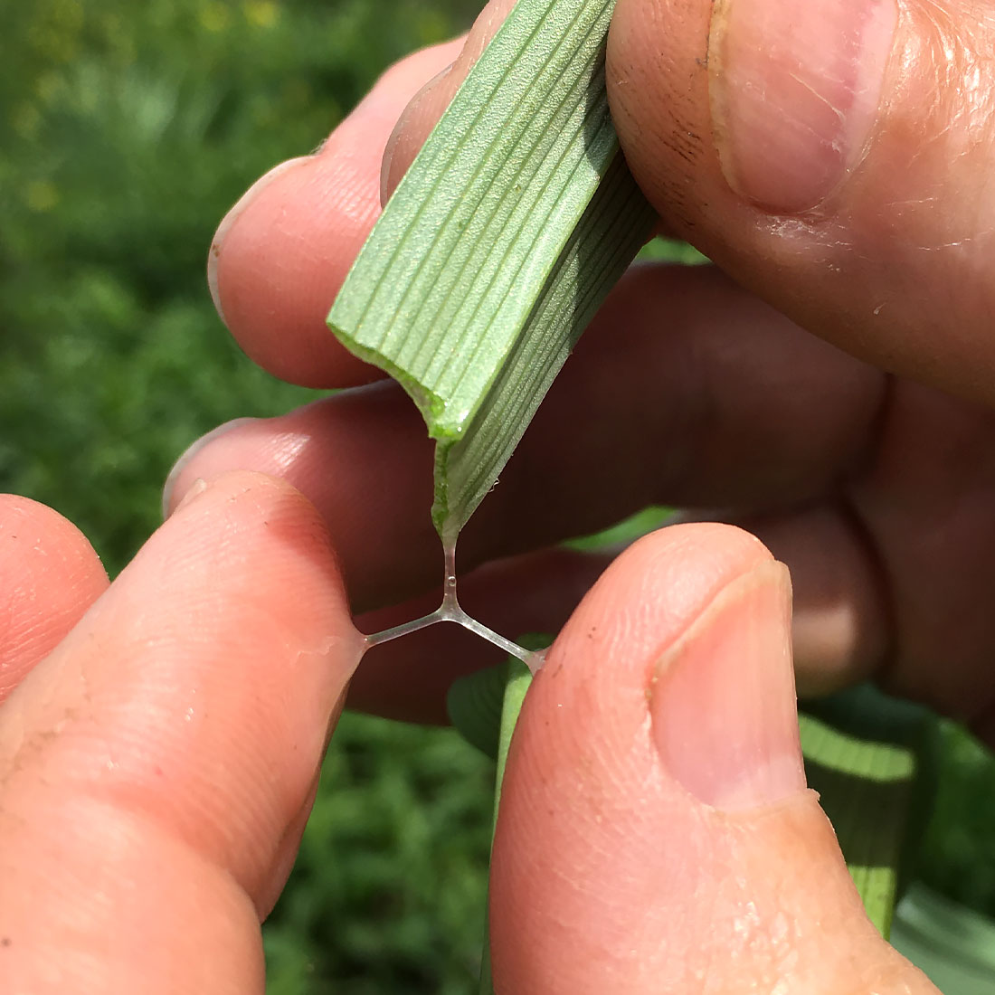 Spiderwort Sap