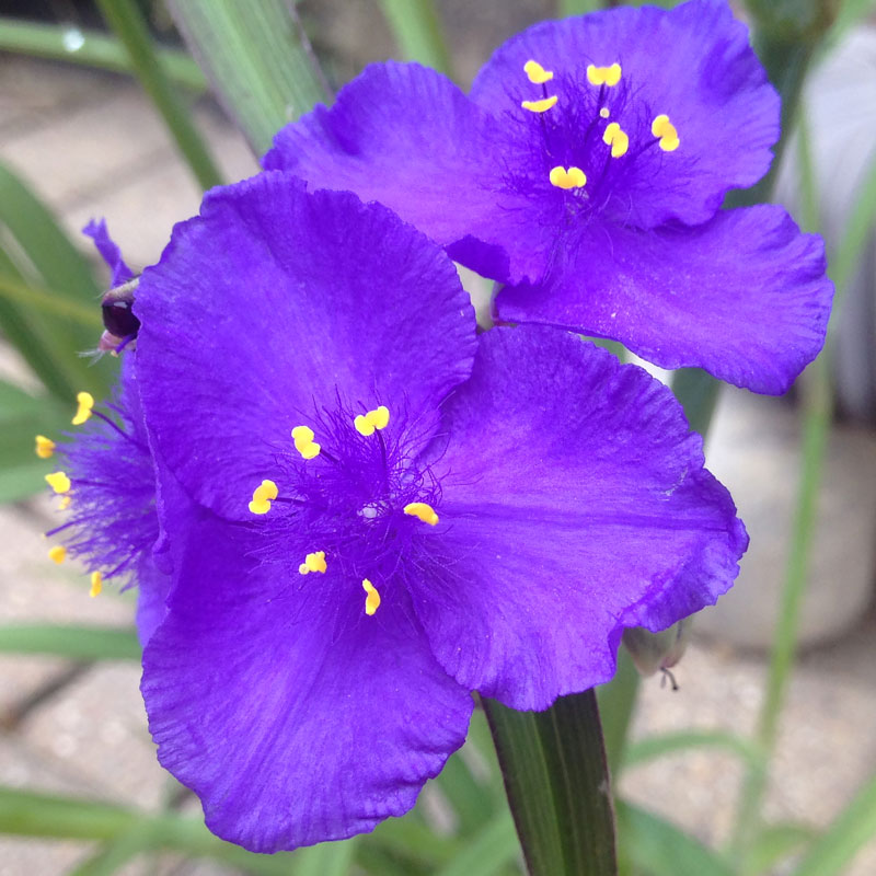 Spiderwort Hairs