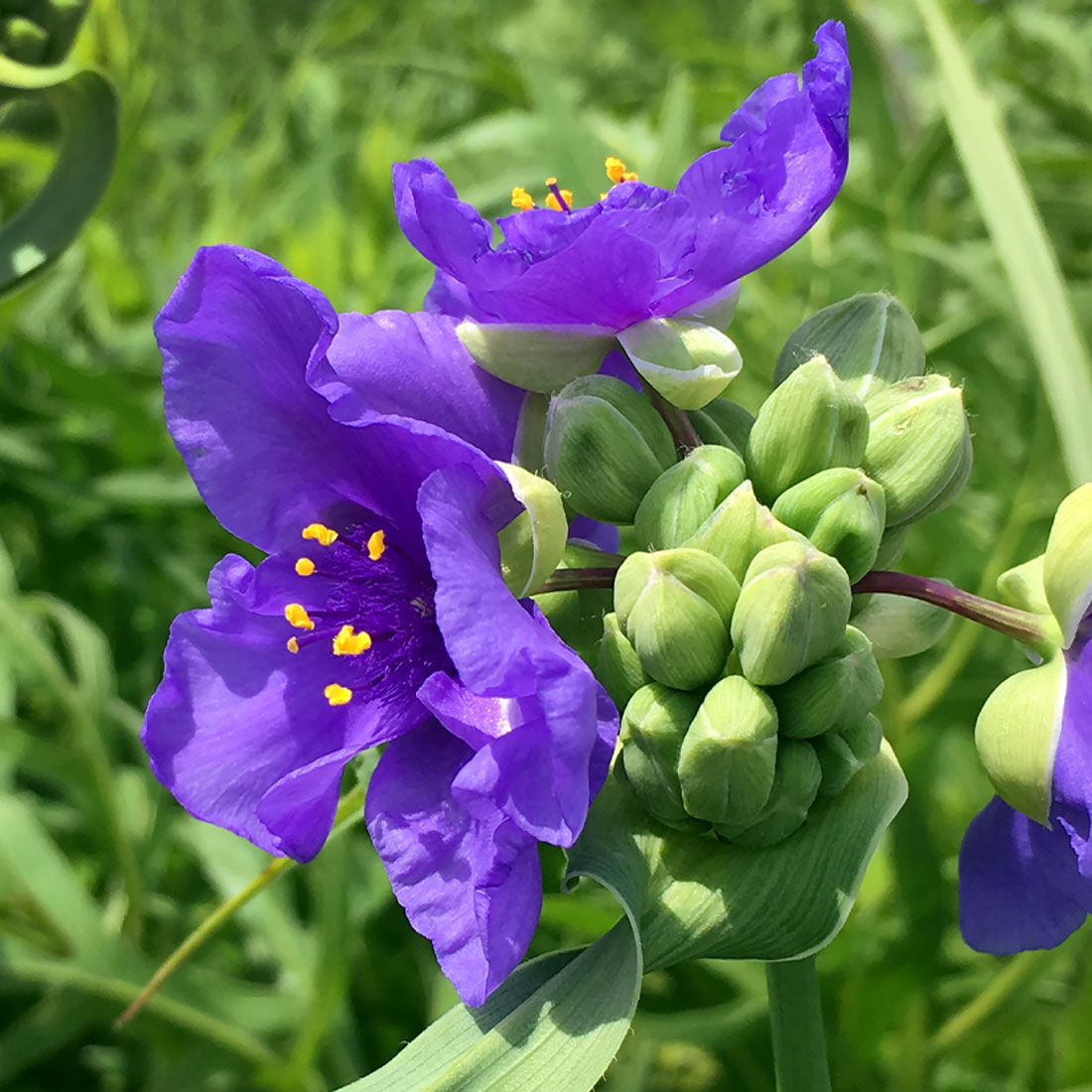 Spiderwort