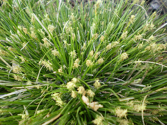 Parasol sedge (Carex umbellata)