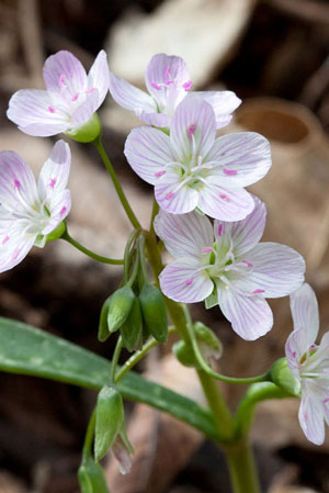 Spring beauty (Claytonia virginica)