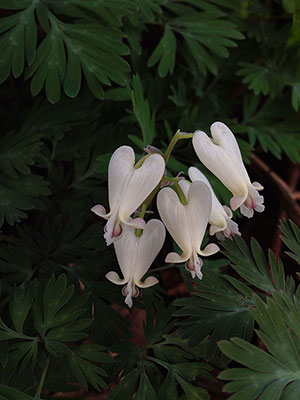 Squirrel corn (Dicentra canadensis)