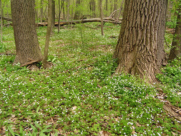 False rue anemone (Isopyrum biternatum)