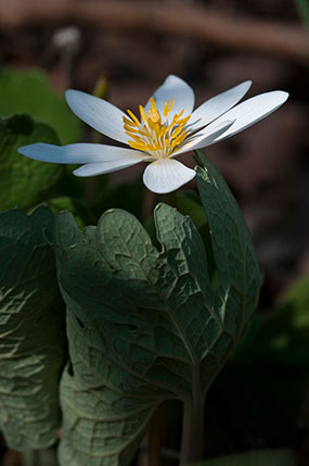 Bloodroot (Sanguinaria canadensis)