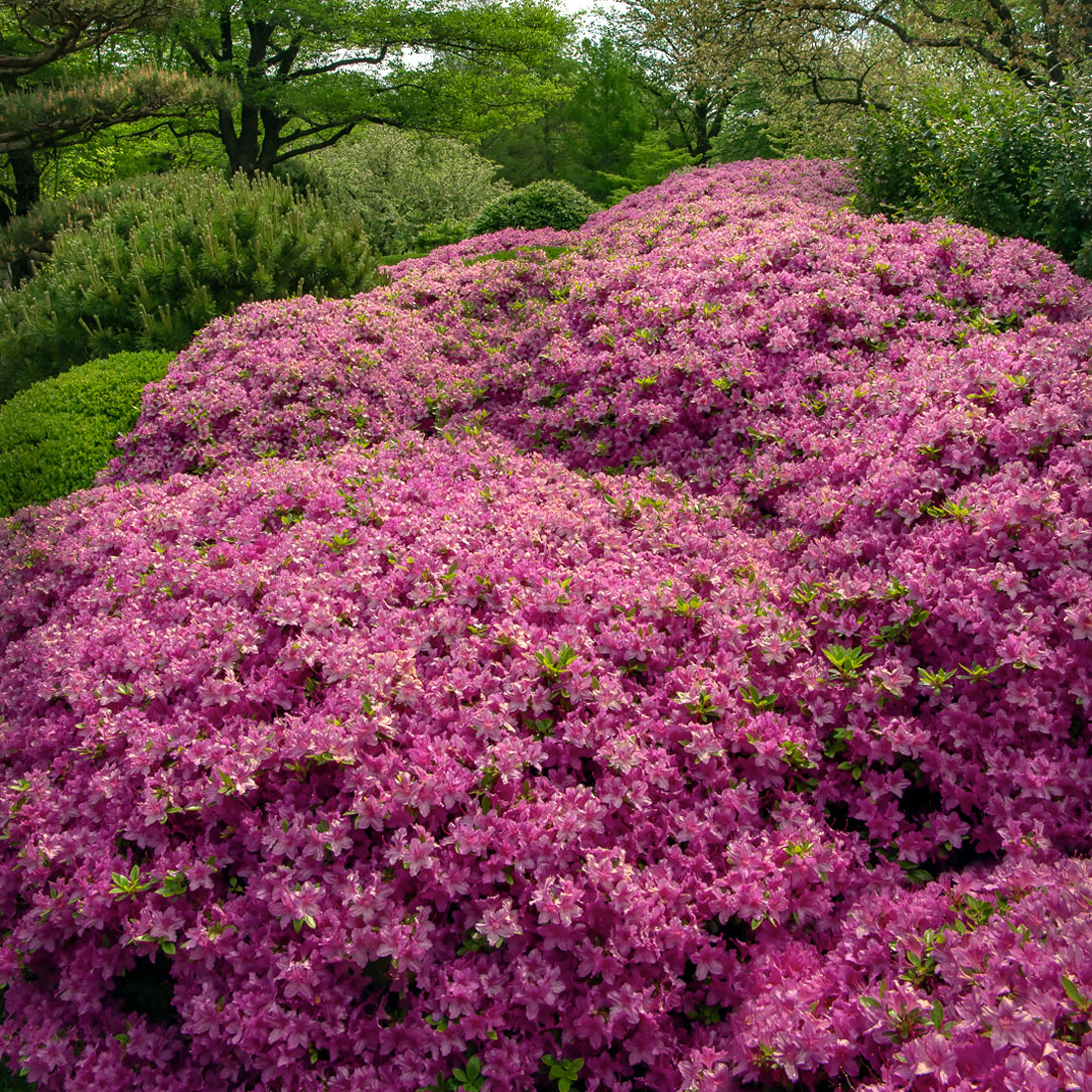 The Malott Japanese Garden