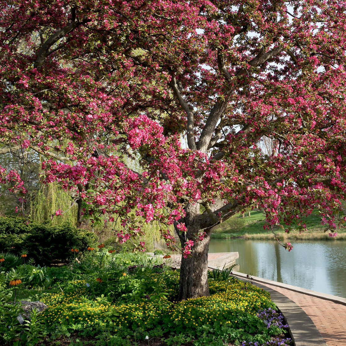 The Graham Bulb Garden