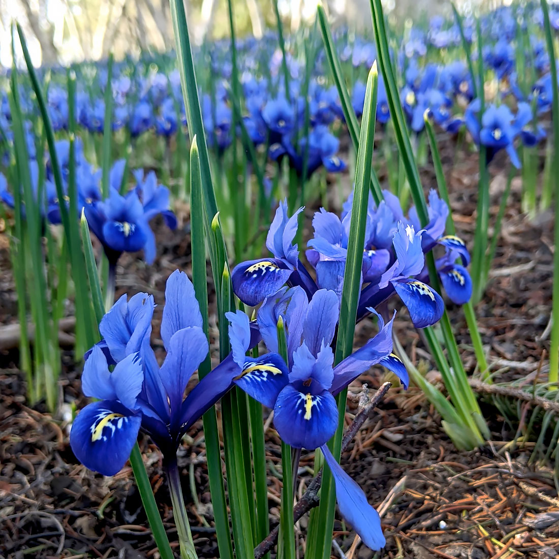 The Sensory Garden