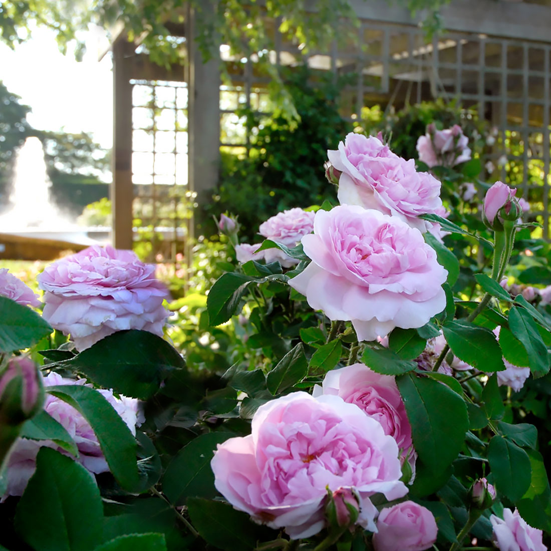 The Krasberg Rose Garden