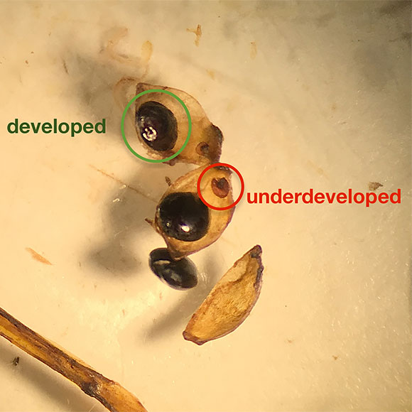Comparison of developed vs. underdeveloped Claytonia seeds