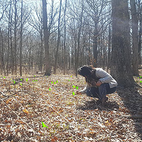 Canopy growth in early spring