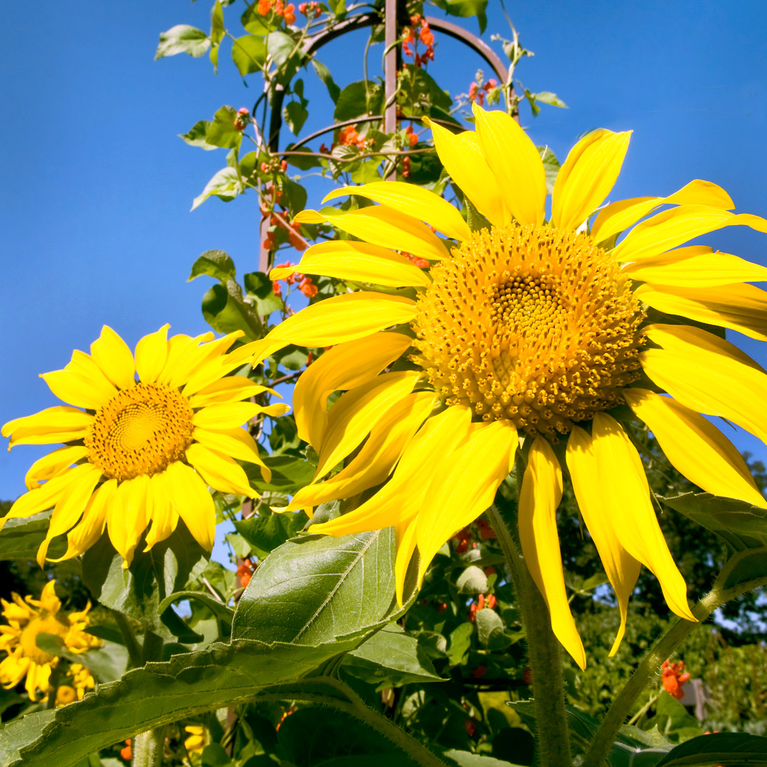 Sunflower Species