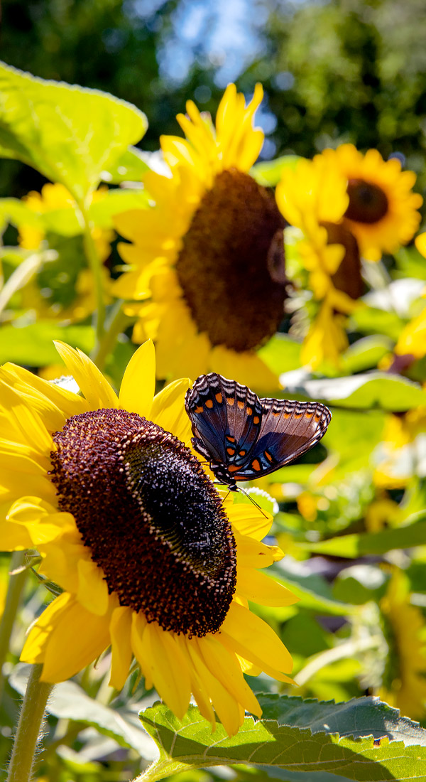 Sunflowers