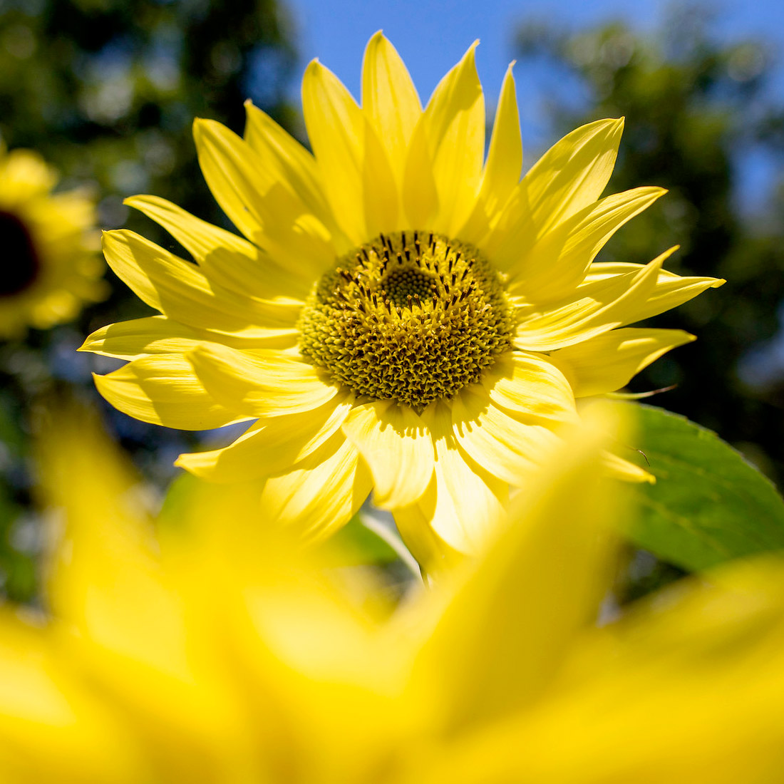 Sunflower Species