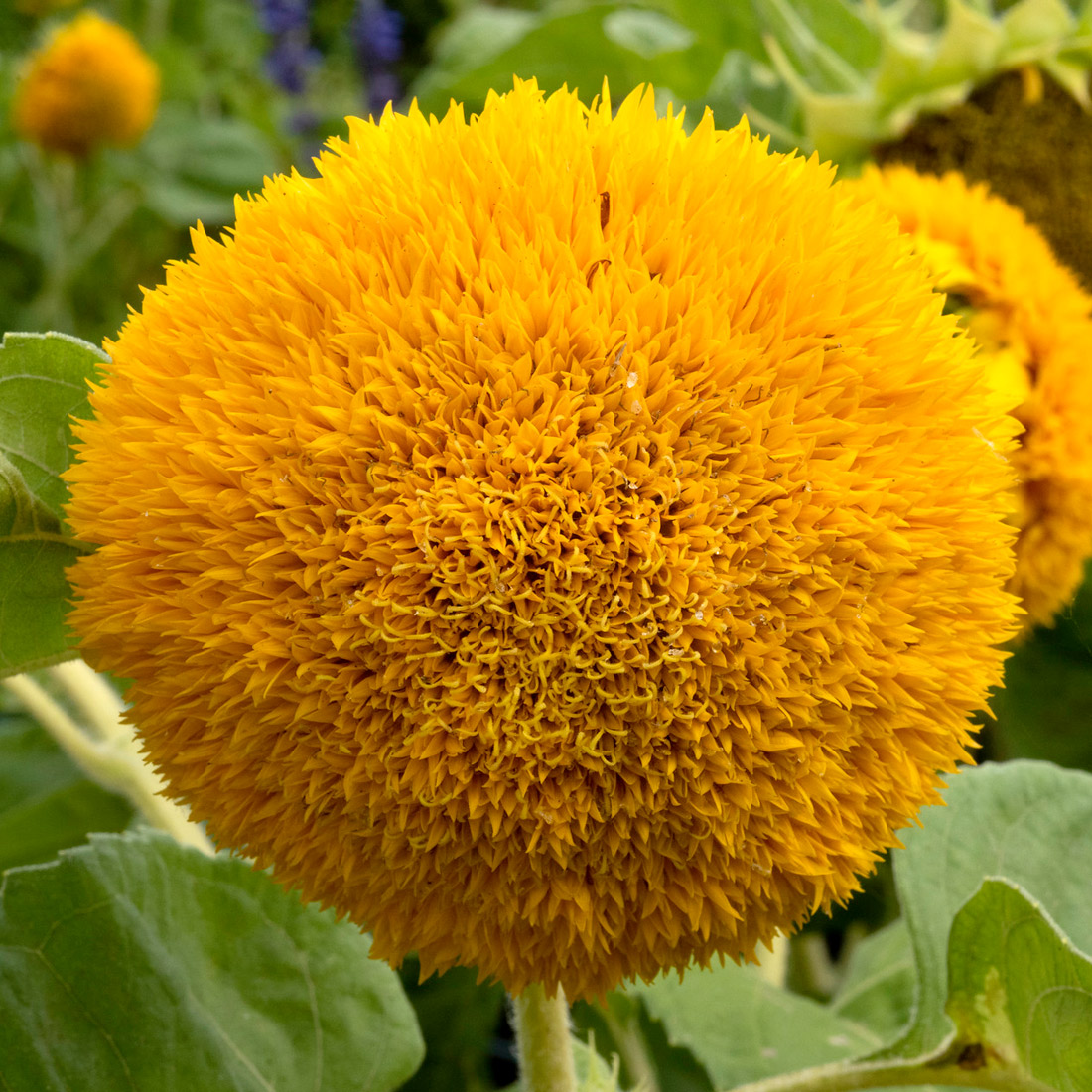 Sunflower Species