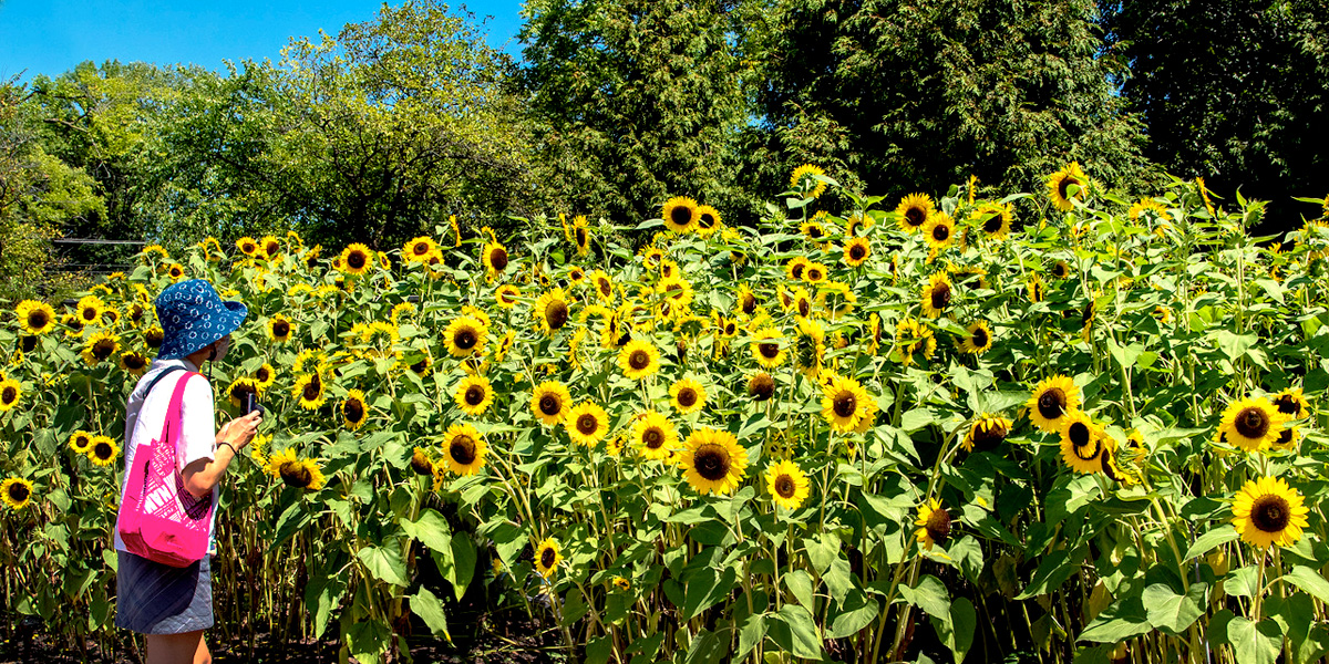 Sunflowers