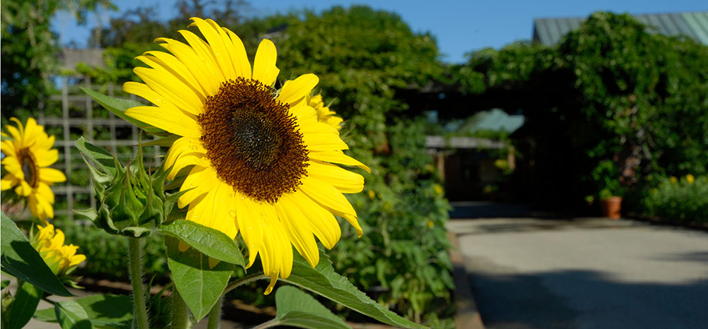 Sunflowers