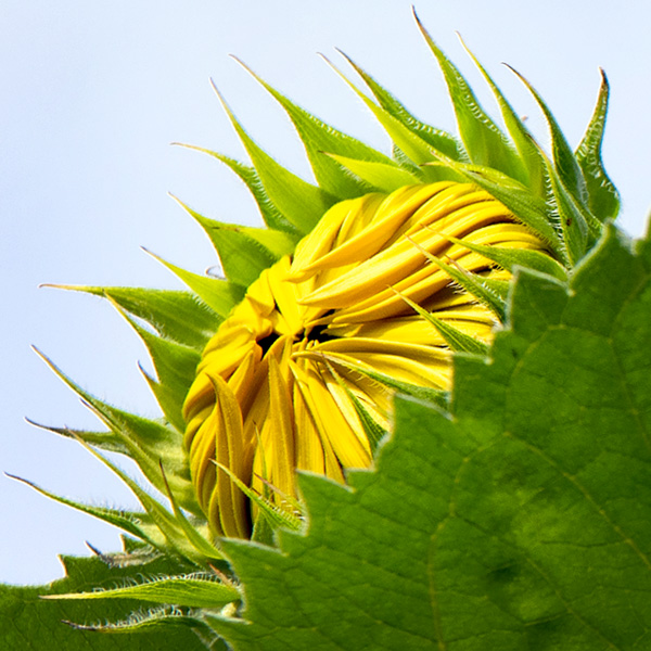 Sunflower Growth