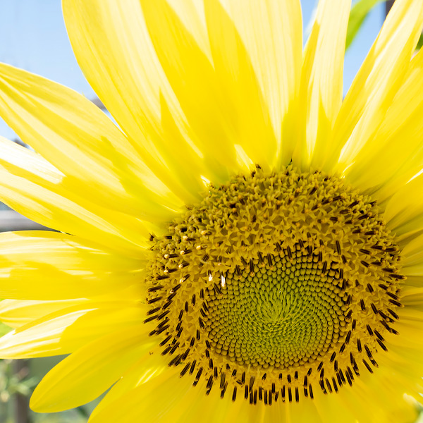 Sunflower Growth