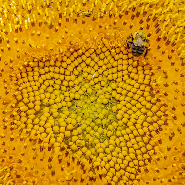 Sunflower Growth