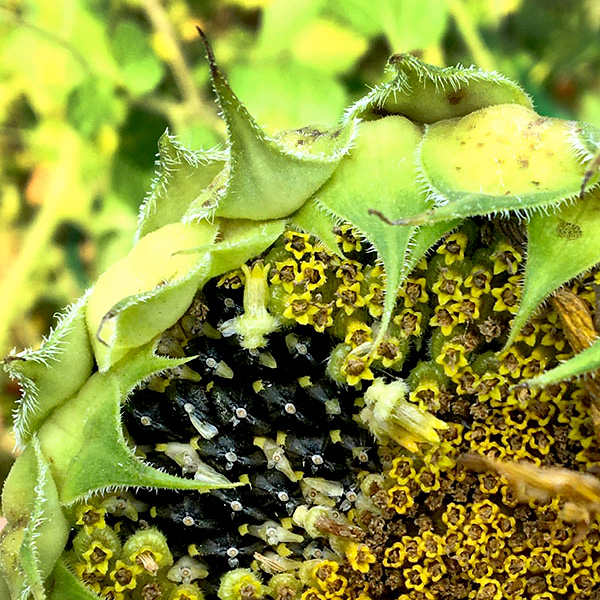 Sunflower Growth