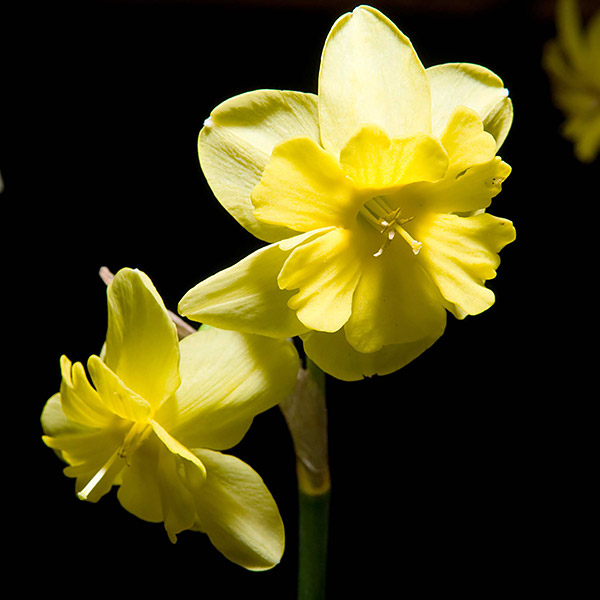 Daffodils