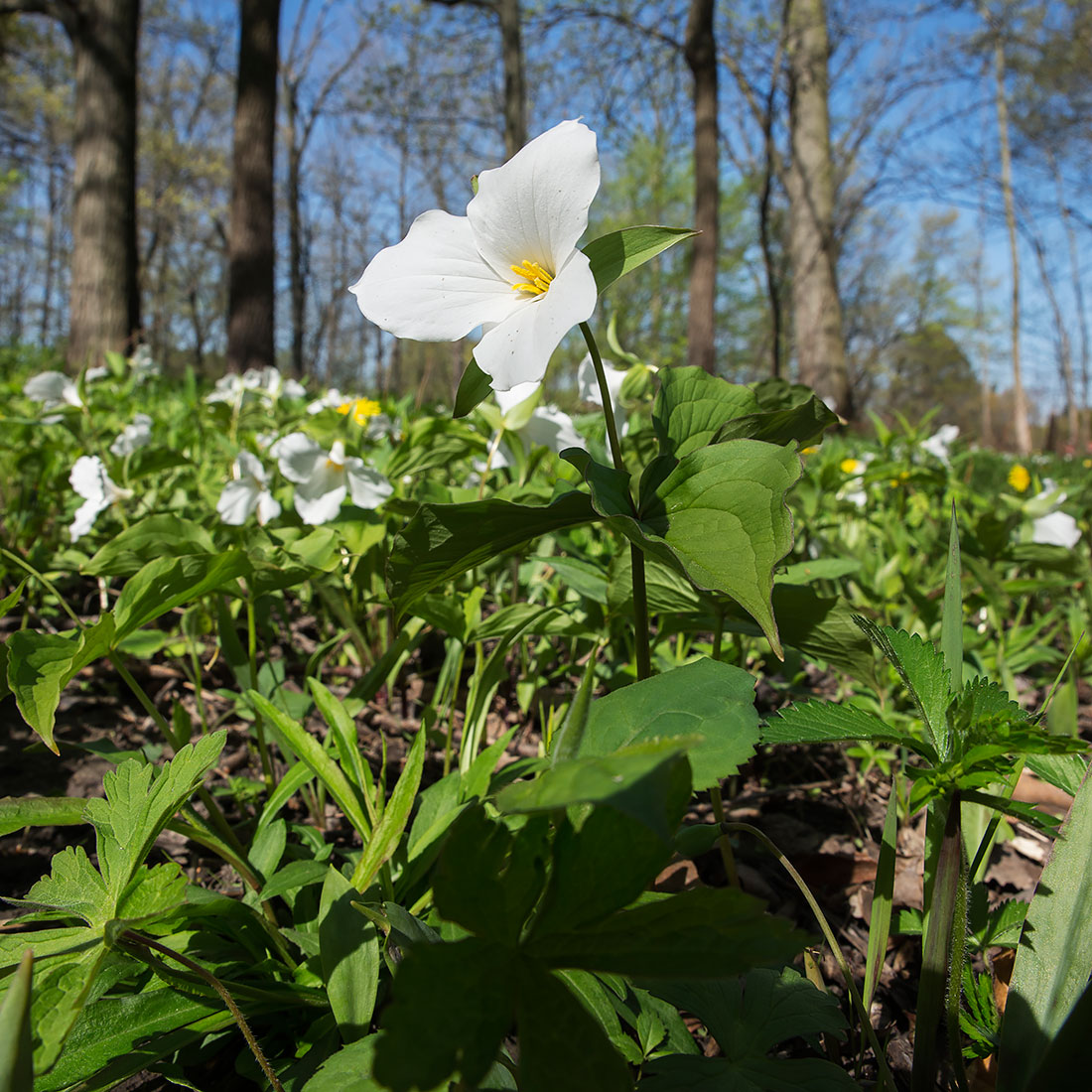 Trillium in McDonald Woods