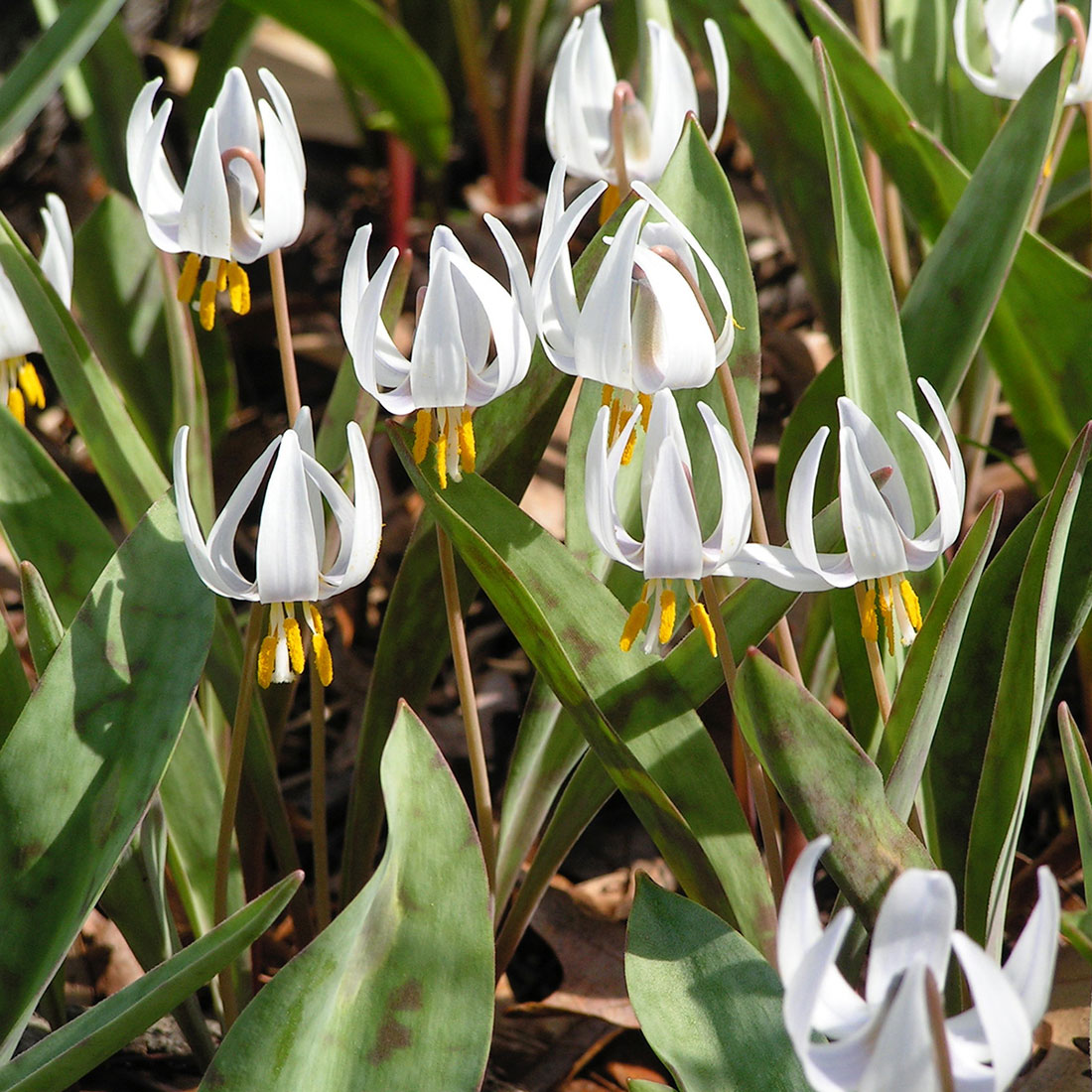 White trout lilies (Erythronium albidum)