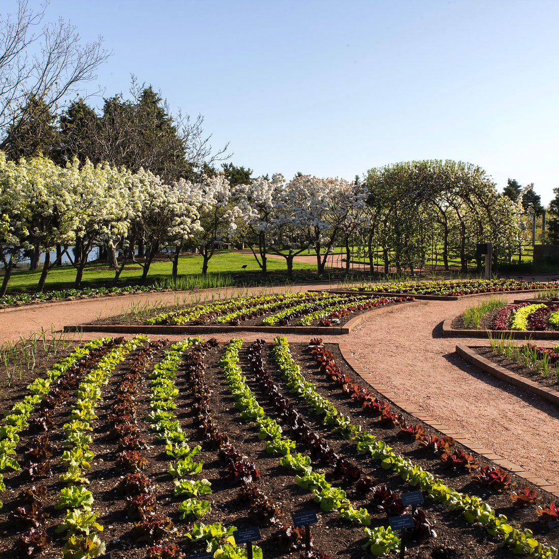 Regenstein Fruit & Vegetable Garden