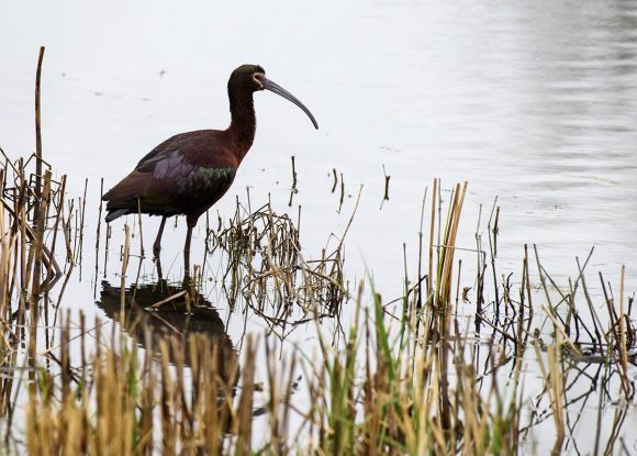 White-faced ibis (Plegadis chihi)