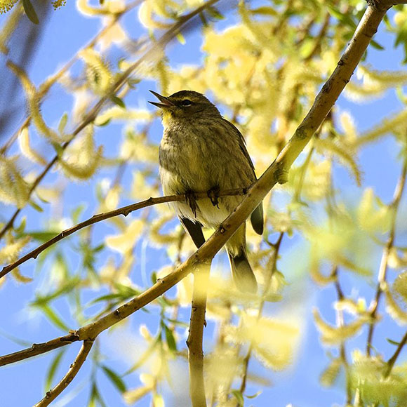 Palm warbler (Setophaga palmarum)