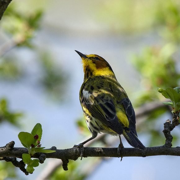 Cape May warbler (Setophaga tigrina)