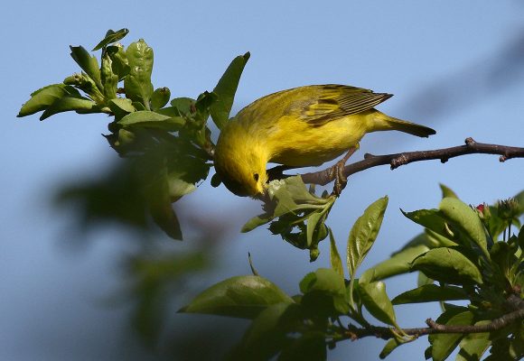 Yellow warbler (Setophaga petechia)