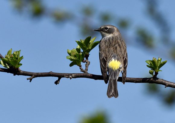 Yellow-rumped warbler (Setophaga coronata)