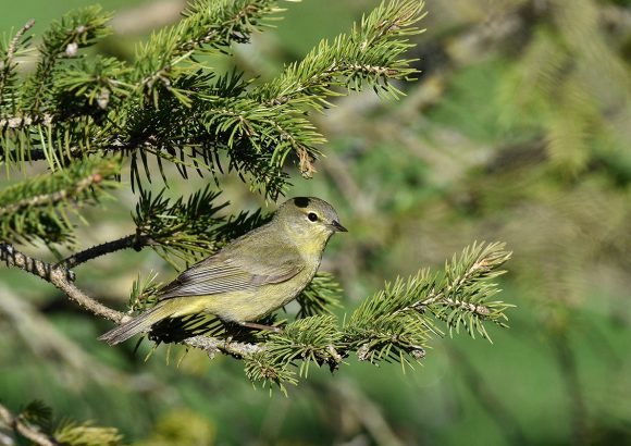 Orange-crowned warbler (Vermivora celata)