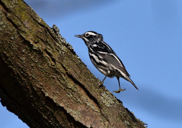 Black-and-white warblers (Mniotilta varia)