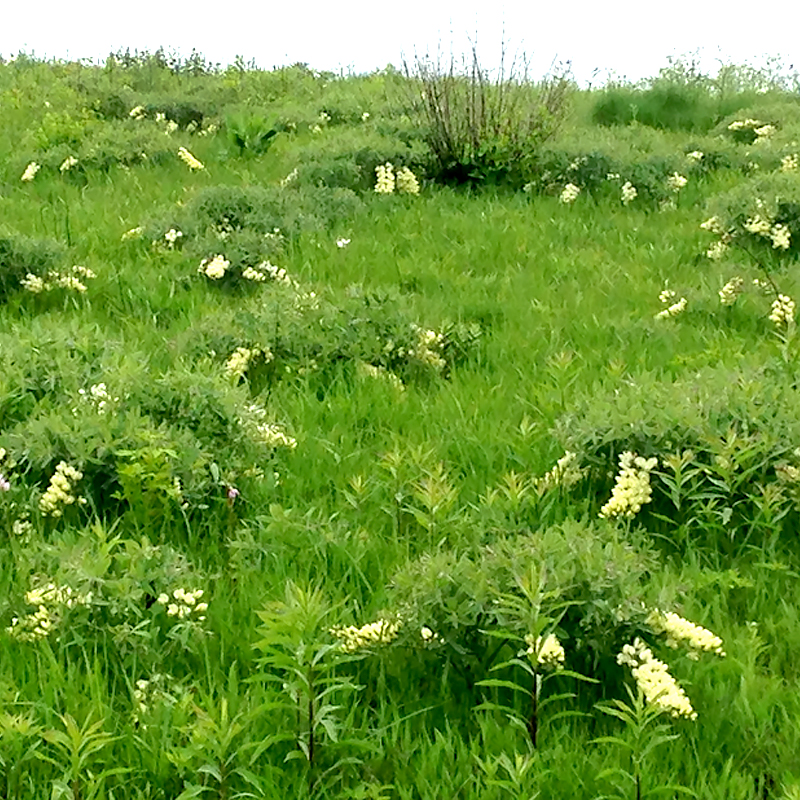 Baptisia Leucophaea