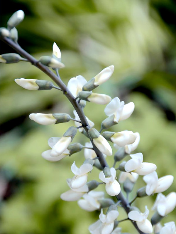 Baptisia Macrophylla