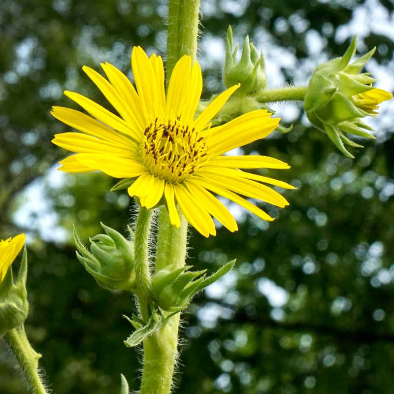 Compass plant (S. laciniatum)