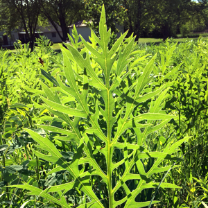 Compass Plant Leaves