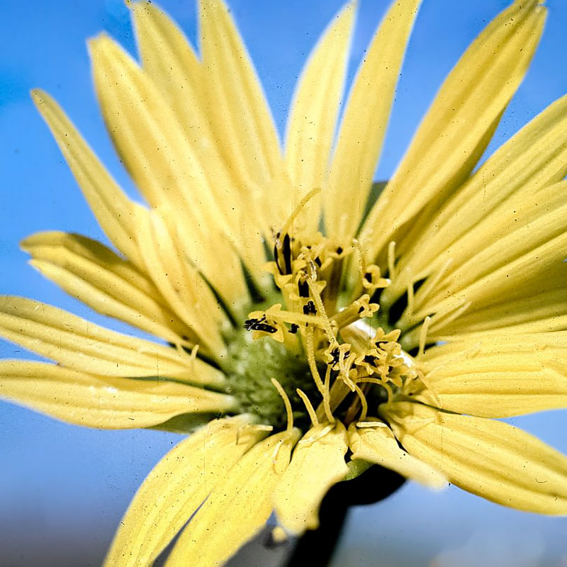 Prairie dock (S. terebinthinaceum)