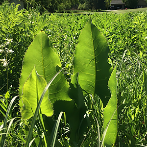 Prairie Dock Leaves