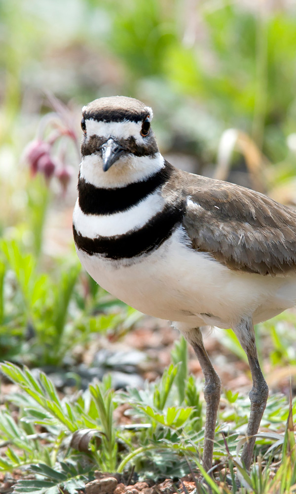 Wildlife at the Garden